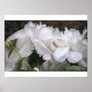 White Flower Poster