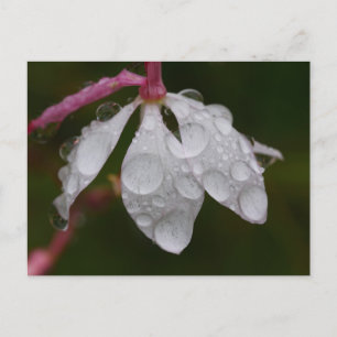 White Flower Raindrops Postcard