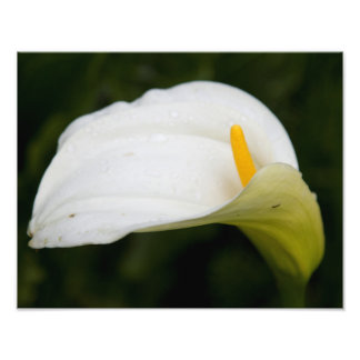 White Flower Satin Photo Enlargement Print