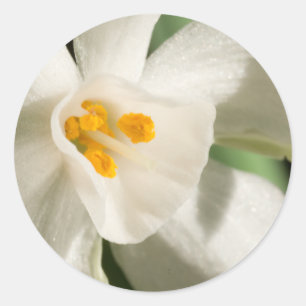 White Flower Spring Event And Wedding Classic Round Sticker