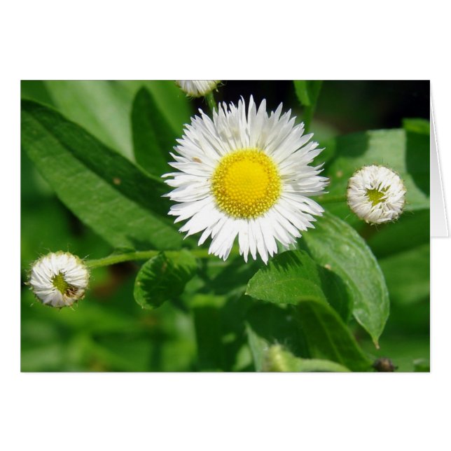 White Flower Weed (Front Horizontal)