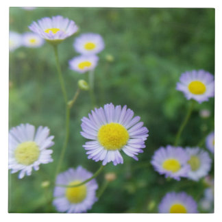 white flower with yellow centre ceramic tile