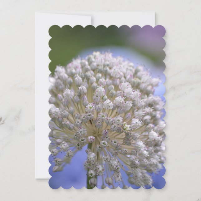 White Flowering Allium Invitation (Front)