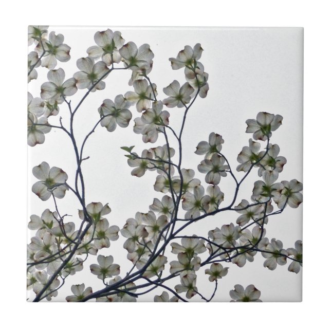 White Flowering Dogwood Tile (Front)