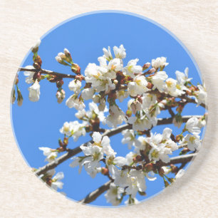 White flowering spring tree white floral blossom  coaster