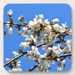White flowering spring tree white floral blossom  coaster