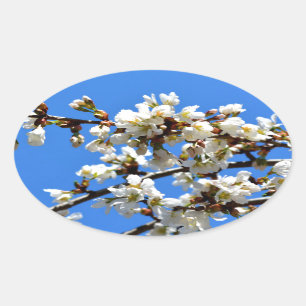 White flowering spring tree white floral blossom oval sticker