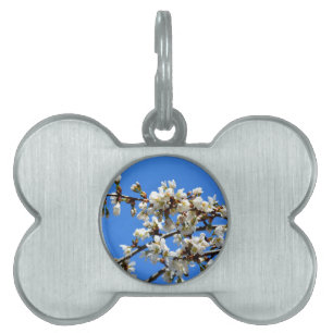 White flowering spring tree white floral blossom pet tag
