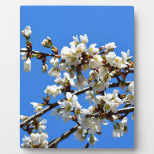 White flowering spring tree white floral blossom  plaque