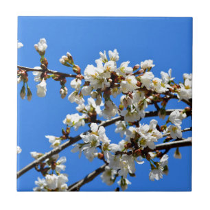 White flowering spring tree white floral blossom  tile