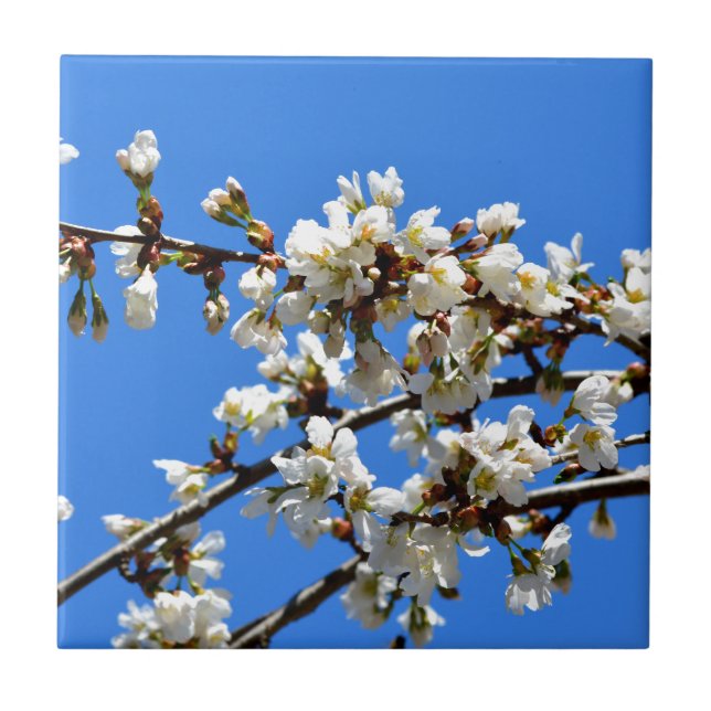 White flowering spring tree white floral blossom  tile (Front)