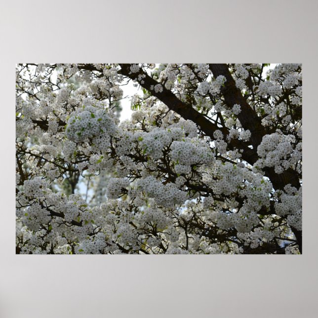 White Flowering Tree Poster (Front)