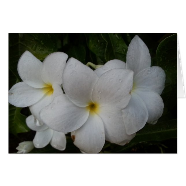 White Flowers (Front Horizontal)