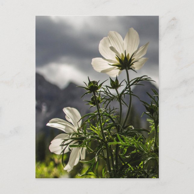 White flowers and mountains postcard (Front)