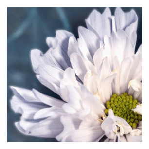 White flowers beautiful photo print