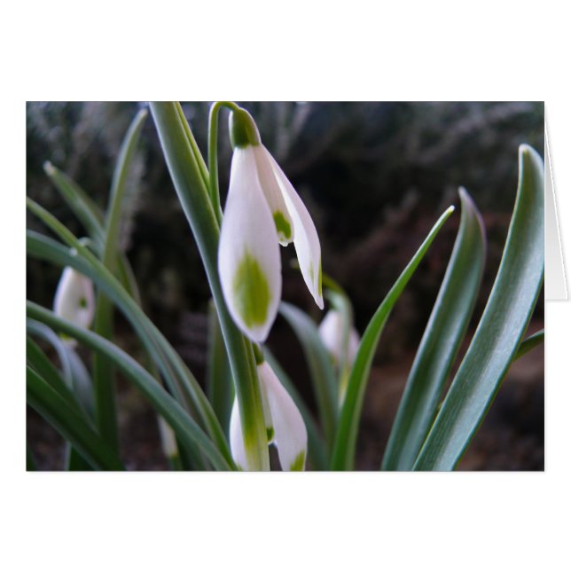 White flowers card, Dunedin (Front Horizontal)
