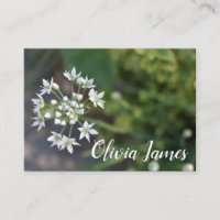 White Flowers Delicate Floral Blossom Nature Photo