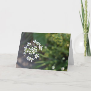 White Flowers Delicate Floral Blossom Nature Photo Card