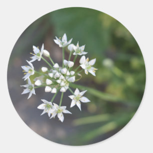 White Flowers Delicate Floral Blossom Nature Photo Classic Round Sticker
