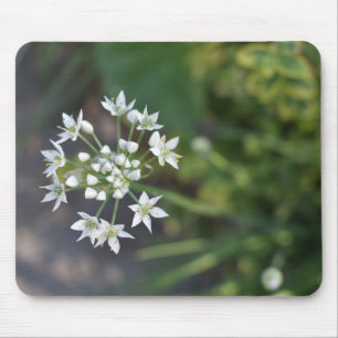 White Flowers Delicate Floral Blossom Nature Photo Mouse Pad