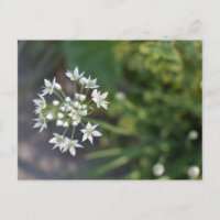 White Flowers Delicate Floral Blossom Nature Photo