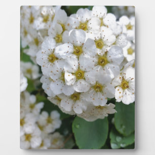 White flowers glowing plaque