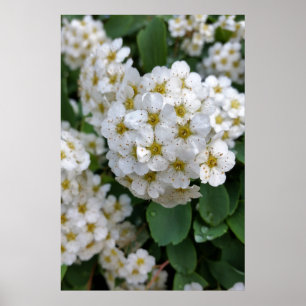 White flowers glowing poster