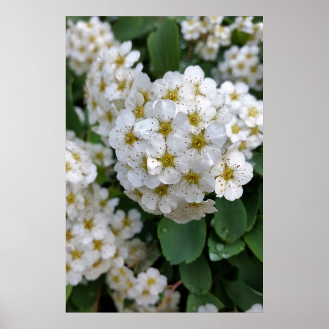 White flowers glowing poster (Front)