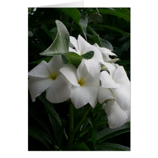 White Flowers Greeting Card