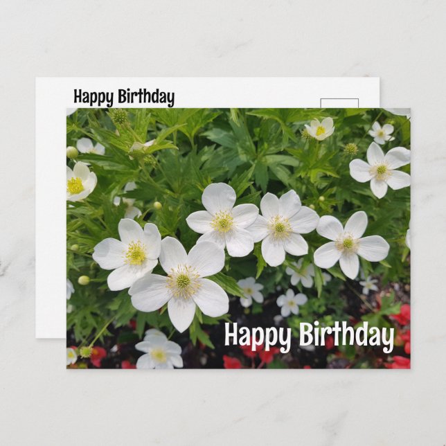 White flowers Happy Birthday. Anemone canadensis Holiday Postcard (Front/Back)