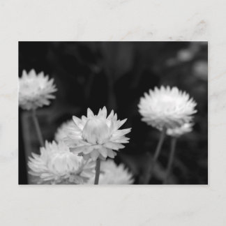White Flowers in Black and White Postcard