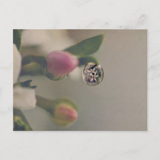 White flowers in water drop postcard