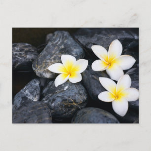 White flowers on the black stones postcard