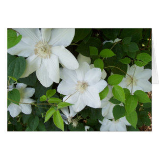 White flowers on vine