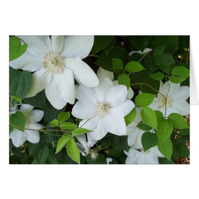 White flowers on vine (Front Horizontal)