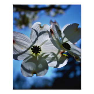 white flowers photo print