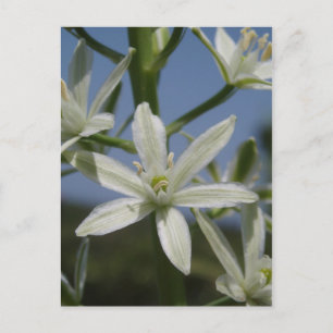 White Flowers Postcard