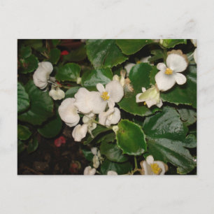 White Flowers Postcard