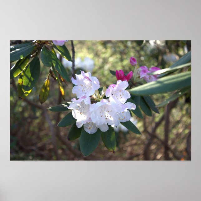 White Flowers Poster  (Front)