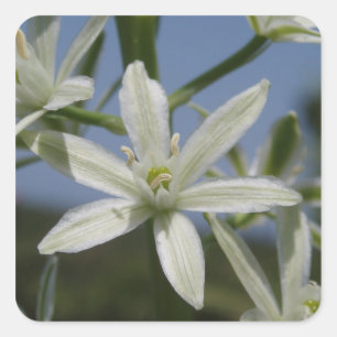 White Flowers Stickers