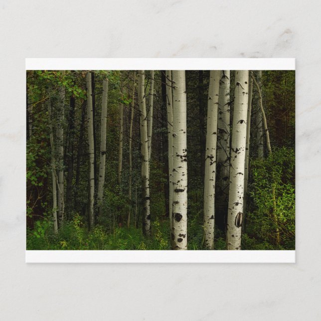 White Forest Postcard (Front)
