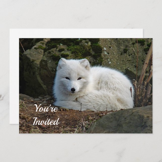 White Fox Photo Birthday Invitation (Front/Back)