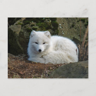 White Fox Photo Postcard