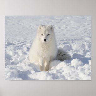 White fox poster
