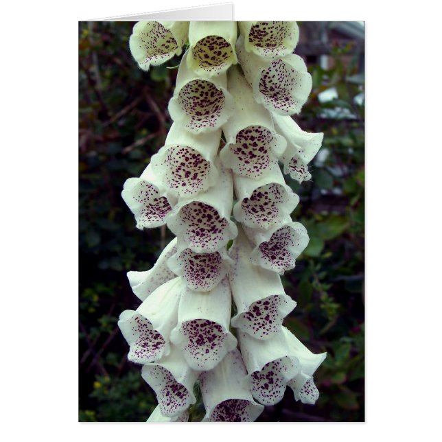 White Foxglove (Front)