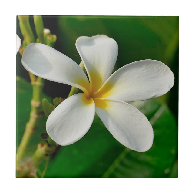 White Frangipani Ceramic Tile (Front)