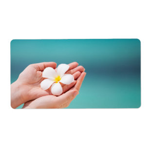 White frangipani flowers