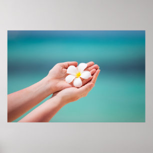 White frangipani flowers poster