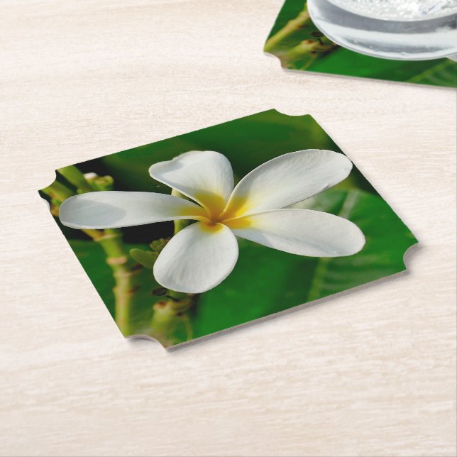 White Frangipani Paper Coaster (Angled)