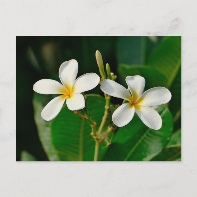White Frangipani Postcard (Front)